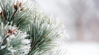 , фото - Новости Zakon.kz от 15.01.2026 09:58