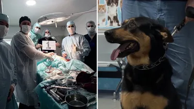 Ветеринарная клиника, собака , фото - Новости Zakon.kz от 15.01.2026 03:53