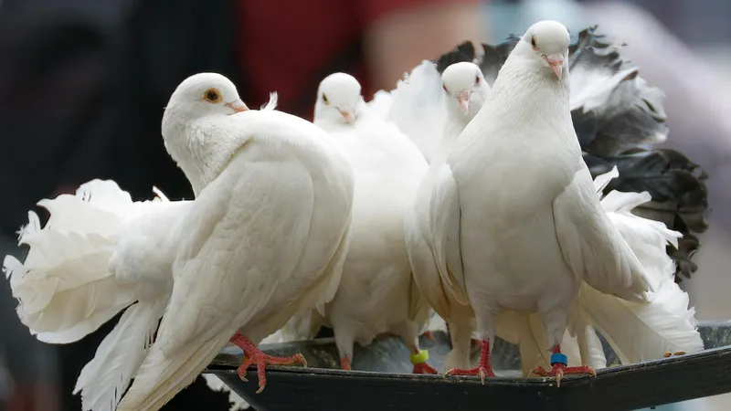 Голубь в Турции обошелся покупателю по цене машины
