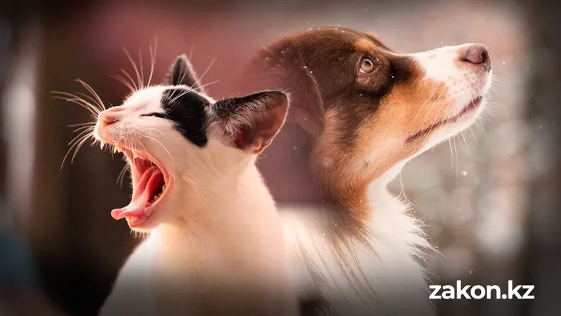 О чем говорят животные: как научиться понимать язык кошек и собак