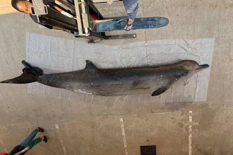 редкий кит в Таиланде, фото - Новости Zakon.kz от 16.01.2026 14:14