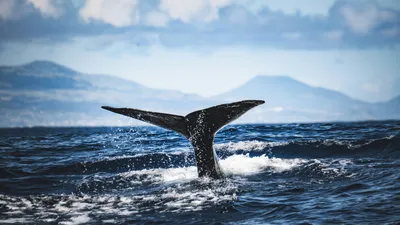 Хвост кита, фото - Новости Zakon.kz от 16.01.2026 14:14