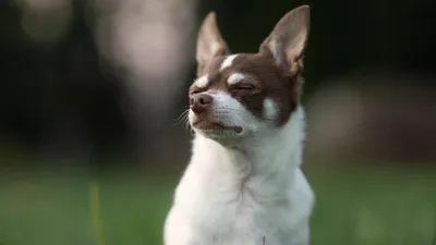 Чихуахуа, природа, пес, фото - Новости Zakon.kz от 18.01.2026 04:30
