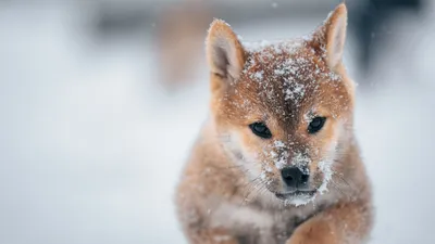 щенок, фото - Новости Zakon.kz от 17.01.2026 09:13