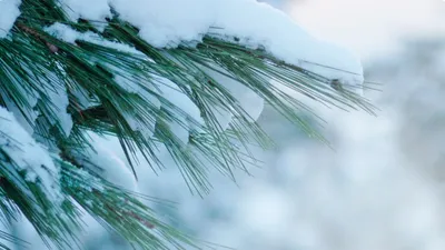 какая погода будет в Астане, Алматы и Шымкенте, фото - Новости Zakon.kz от 17.01.2026 19:41