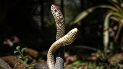 Змеи, природа, растения, фото - Новости Zakon.kz от 20.01.2026 02:30