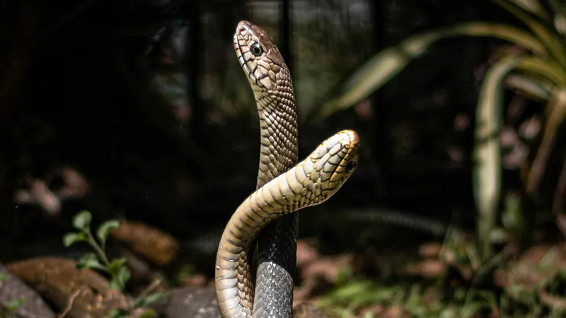 Ученые смогли определить смертоносное землетрясение по поведению сотен змей