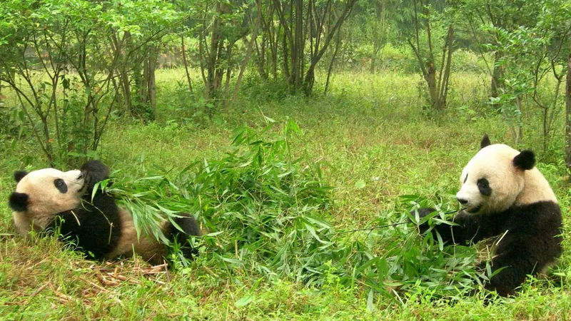 В Китае арестовали авторов фейка об однополом спаривании панд