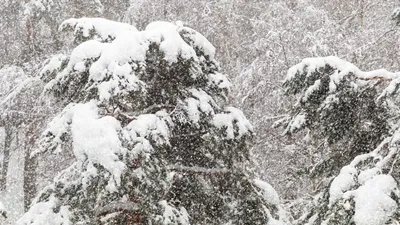 деревья, снегопад, фото - Новости Zakon.kz от 19.01.2026 14:51