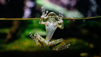 Лягушка, вода, фото - Новости Zakon.kz от 20.01.2026 06:20