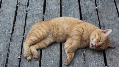 кошка спит, фото - Новости Zakon.kz от 19.01.2026 12:00