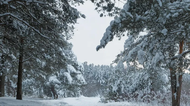 Часть земель лесного фонда в Акмолинской области переданы для развития промышленности и космических нужд