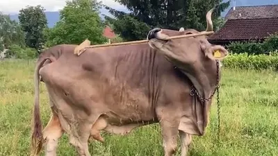 В Австрии нашли умную корову, фото - Новости Zakon.kz от 21.01.2026 07:33