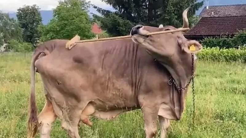 Корова, умеющая чесать себя палками, найдена в Австрии