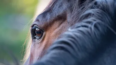 Лошадь, грива, природа, фото - Новости Zakon.kz от 20.01.2026 05:40