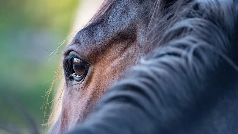 Не только собаки: ученые выяснили, почему лошади мгновенно считывают человеческие эмоции