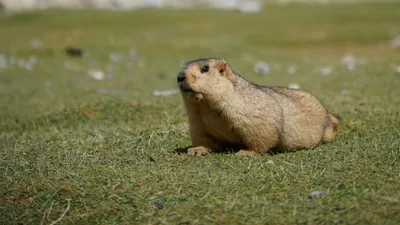 2 февраля – День сурка: что предскажет самый известный грызун мира