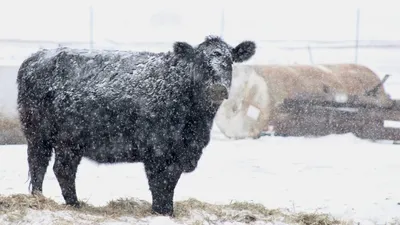 фермеры предупредили об экологической катастрофе, фото - Новости Zakon.kz от 20.01.2026 23:04
