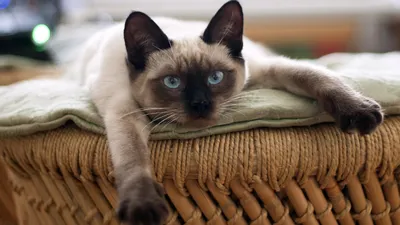 Гороскоп на 21 января: день для бережного отношения к себе