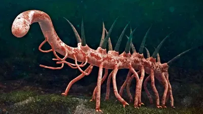 Галлюцигения Hallucigenia sparsa, фото - Новости Zakon.kz от 20.01.2026 06:40