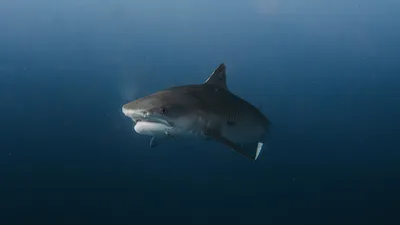 акула, фото - Новости Zakon.kz от 21.01.2026 15:04
