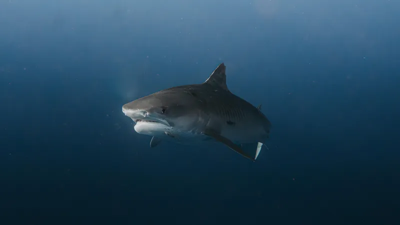 Акулы на курортах Египта: случайность или новая реальность