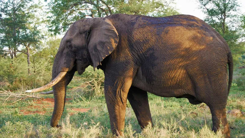 Слон-убийца терроризирует Индию