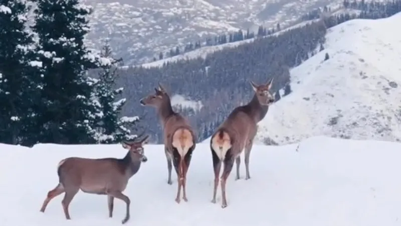 "Прям National Geographic": казахстанец показал дикую природу близ Алматы