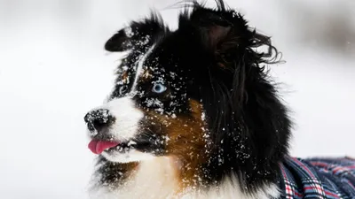 собака, снег, фото - Новости Zakon.kz от 21.01.2026 15:05