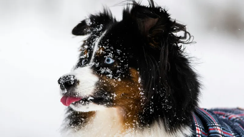 Почему собаки зарываются носом в снег