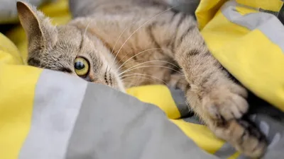 история автомеханика тронула жителей Финляндии, фото - Новости Zakon.kz от 23.01.2026 00:18