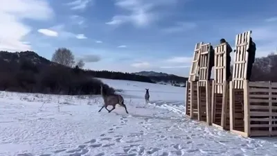маралов выпустили в дикую природу в Карагандинской области, фото - Новости Zakon.kz от 22.01.2026 22:15