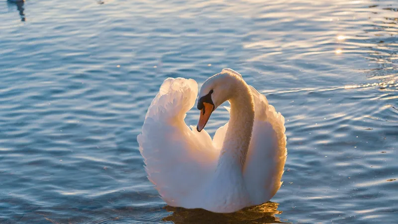 На замерзшем Алаколе спасли белого лебедя с переломом крыла