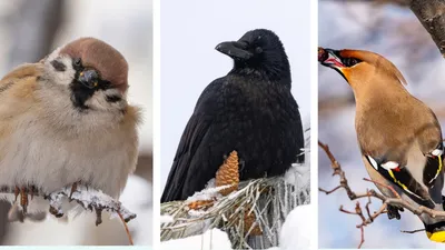алматинский фотограф удивил снимками птиц зимой, фото - Новости Zakon.kz от 22.01.2026 21:59