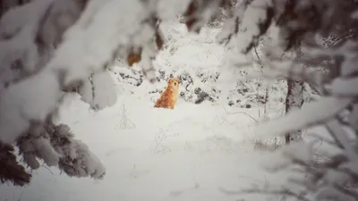 , фото - Новости Zakon.kz от 23.01.2026 15:21