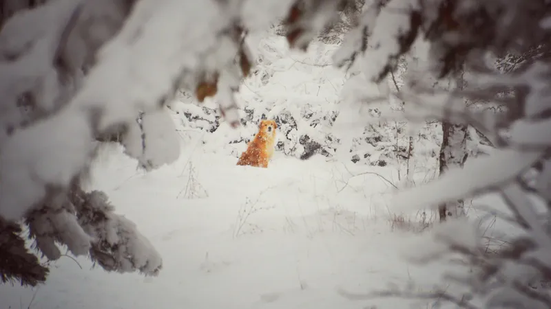 Мороз до -35°С, потепление до -2°С: Казахстан накроет снегопад и резкие перепады температур