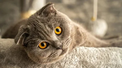 Scottish Fold, кот, фото - Новости Zakon.kz от 23.01.2026 11:23