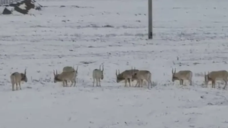 Сайгаки зашли в населенные пункты Атырауской области