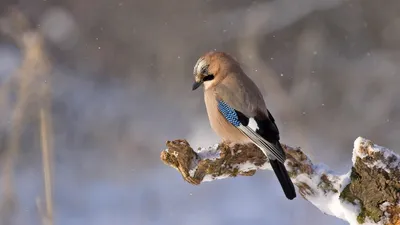 зима, птица, ветка, фото - Новости Zakon.kz от 23.01.2026 16:45