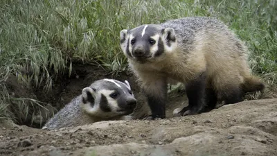 Рабочие жестоко расправились с барсуками, фото - Новости Zakon.kz от 23.01.2026 23:00