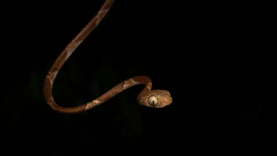 Змея, новый вид, фото - Новости Zakon.kz от 24.01.2026 03:59