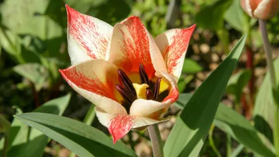 тюльпан, цветы, фото - Новости Zakon.kz от 23.01.2026 14:45