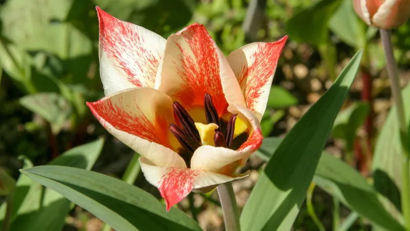 Теплая зима угрожает краснокнижному тюльпану на юге Казахстана