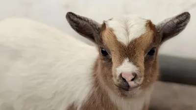 козленок, зоопарк, фото - Новости Zakon.kz от 24.01.2026 12:15