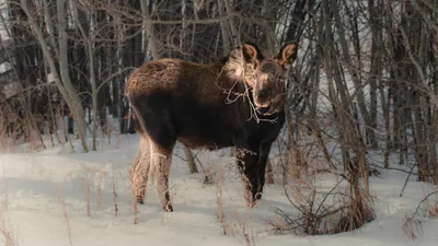 лось в лесу, снег, фото - Новости Zakon.kz от 24.01.2026 10:46