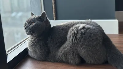 кот у окна, фото - Новости Zakon.kz от 24.01.2026 14:00