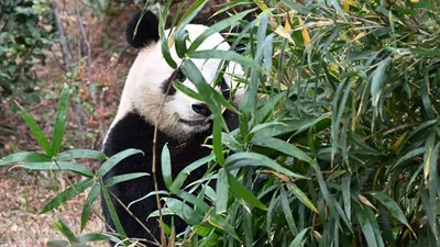 Япония осталась без панд, фото - Новости Zakon.kz от 25.01.2026 08:51