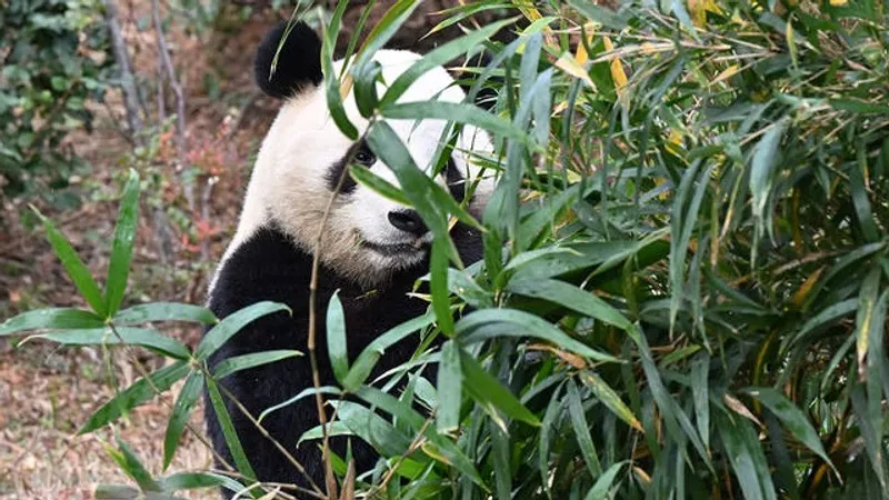 Япония останется без панд впервые с 1972 года