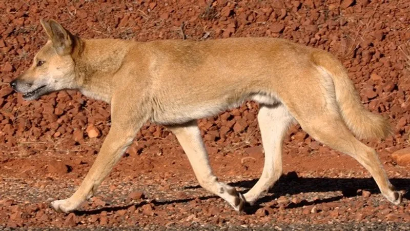 Стаю собак динго усыпят на австралийском острове