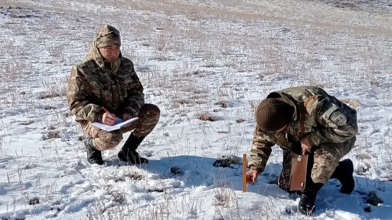Огромное стадо джейранов заметили в парке "Чарын"